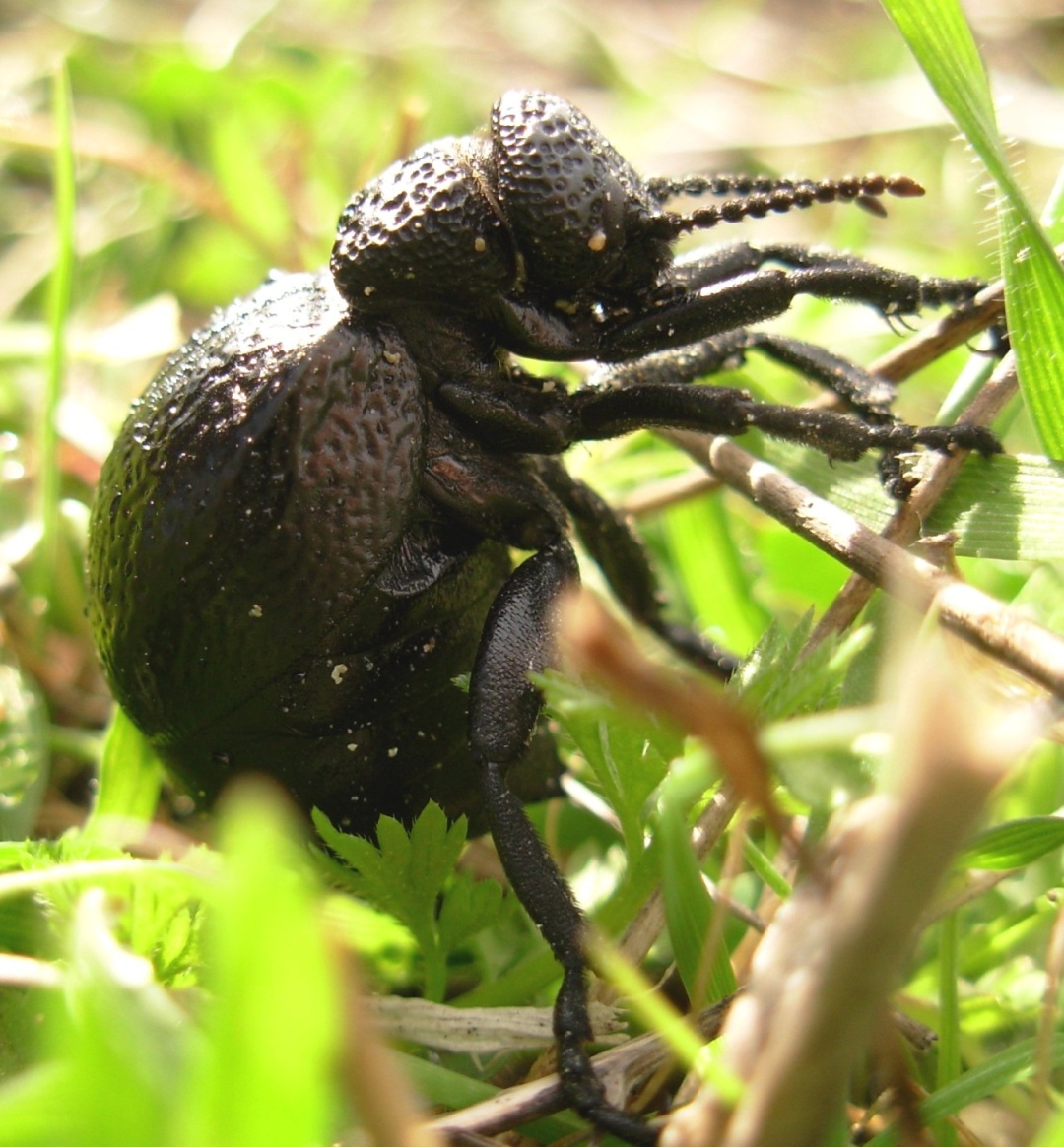Una femmina di Meloe tuccius corrosus (Coleoptera, Meloidae)